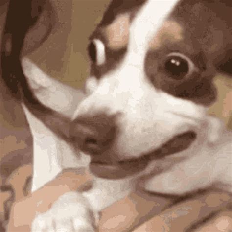 dog surprised gif